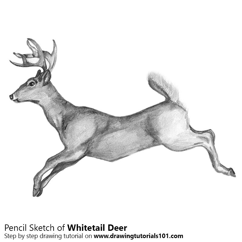 800x800 Deer Sketch - Deer Sketch Images