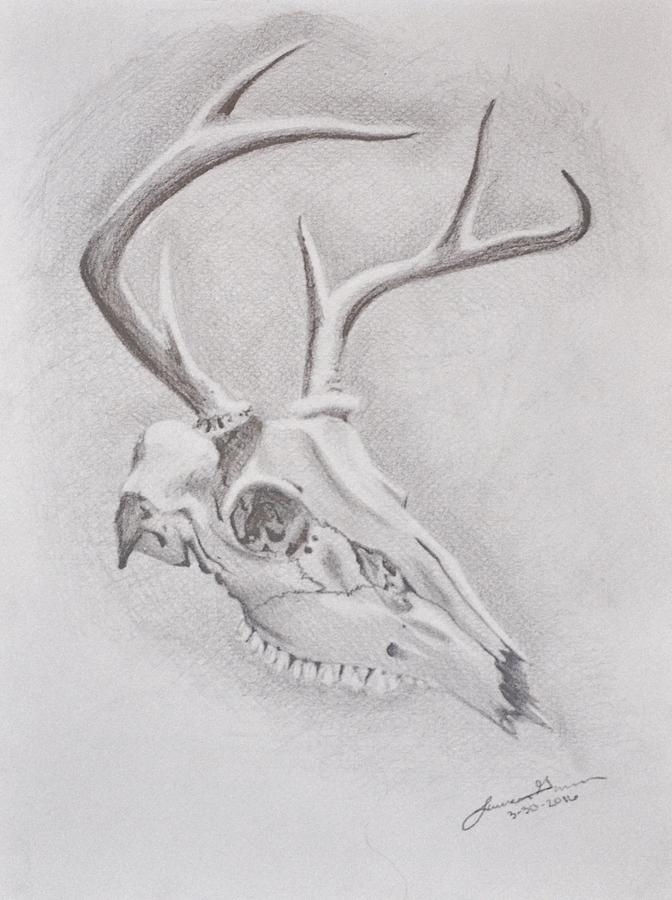 672x900 Deer Skull Drawing By Lauren Garver - Deer Skull Sketch