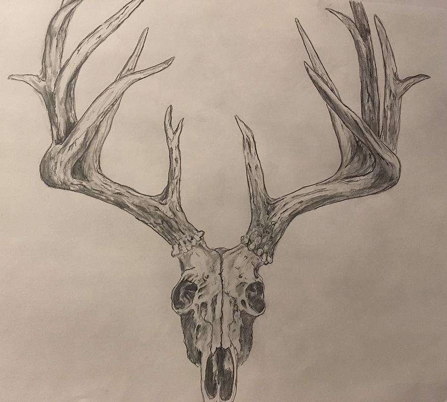 900x809 Deer Skull Drawing By Robert Polley - Deer Skull Sketch
