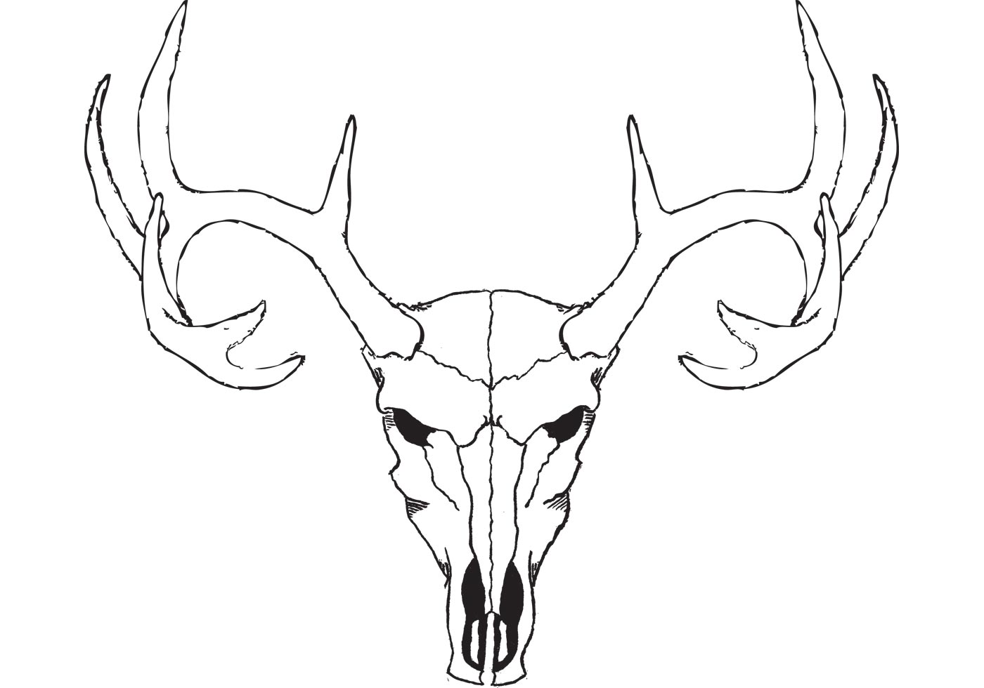 deer skull drawing