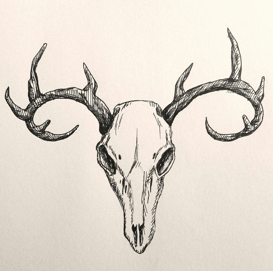 898x889 Deer Skull Sketch By Clockwork Shadow - Deer Skull Sketch