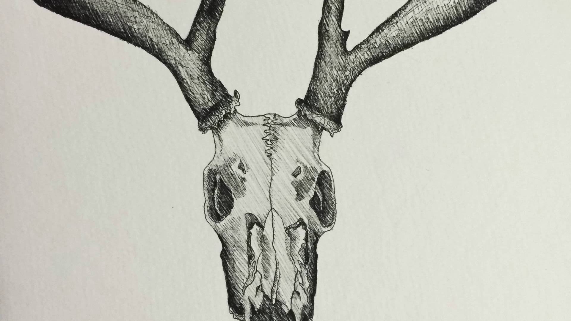 1920x1080 Deer Skull Speed Draw - Deer Skull Sketch