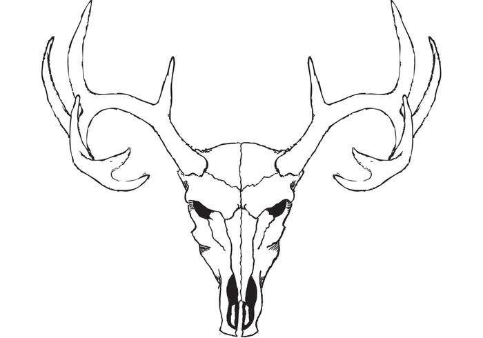 700x490 Deer Skull Vector - Deer Skull Sketch