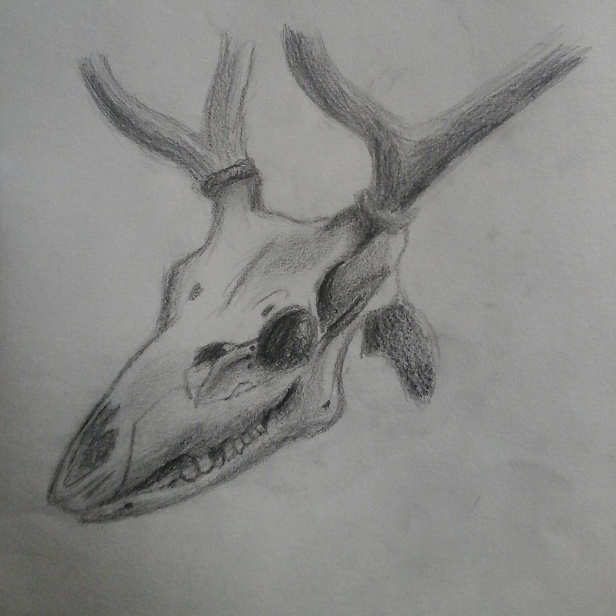 894x894 Deer Skull [Sketch] By Whitehaired Animeboy - Deer Skull Sketch