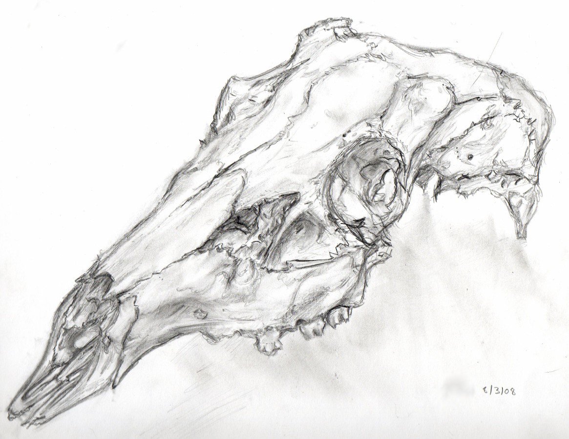 1165x900 Deer Skull By Calamari San - Deer Skull Sketch
