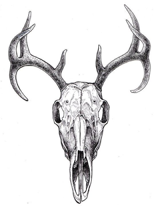 541x720 Deer Skull On Ink Tattoos, Deer Skulls And Skull - Deer Skull Sketch