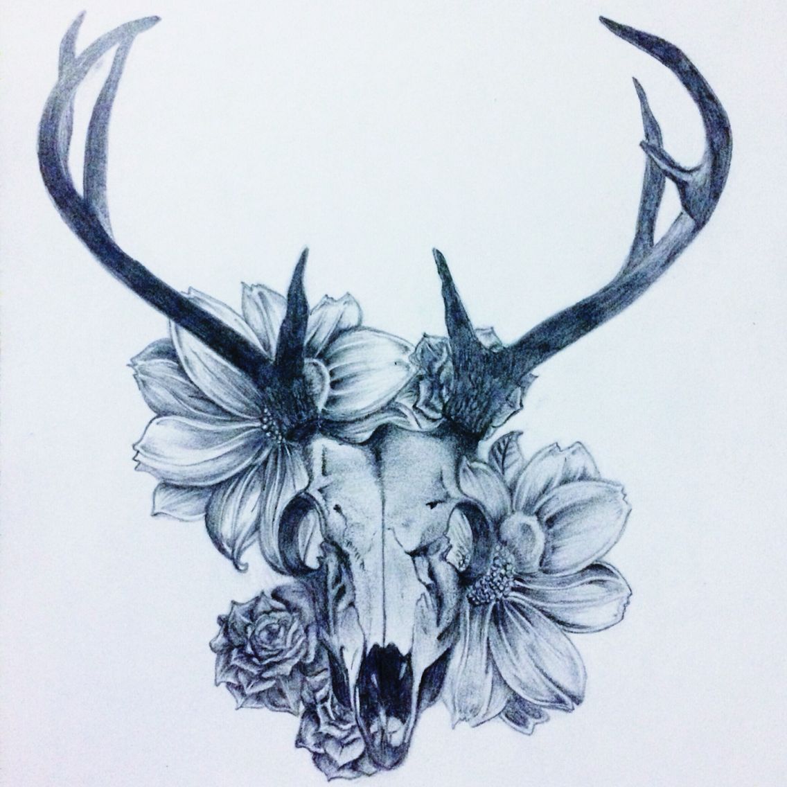 1136x1136 Deer Skull Amp Flowers Great - Deer Skull Sketch