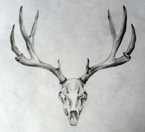 500x455 Deer Skull. Tattoo Idea. Tattoos Tattoos, Deer - Deer Skull Sketch