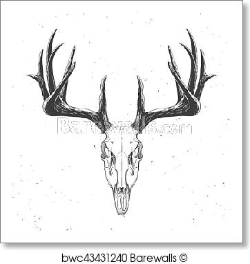362x382 Art Print Of Deer Skull On White, Hand Drawn Vintage Illustration - Deer Skull Sketch