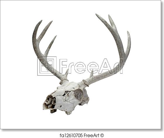 560x470 Free Art Print Of Deer Skull. Illustration Of A Deer Skull With A - Deer Skull Sketch