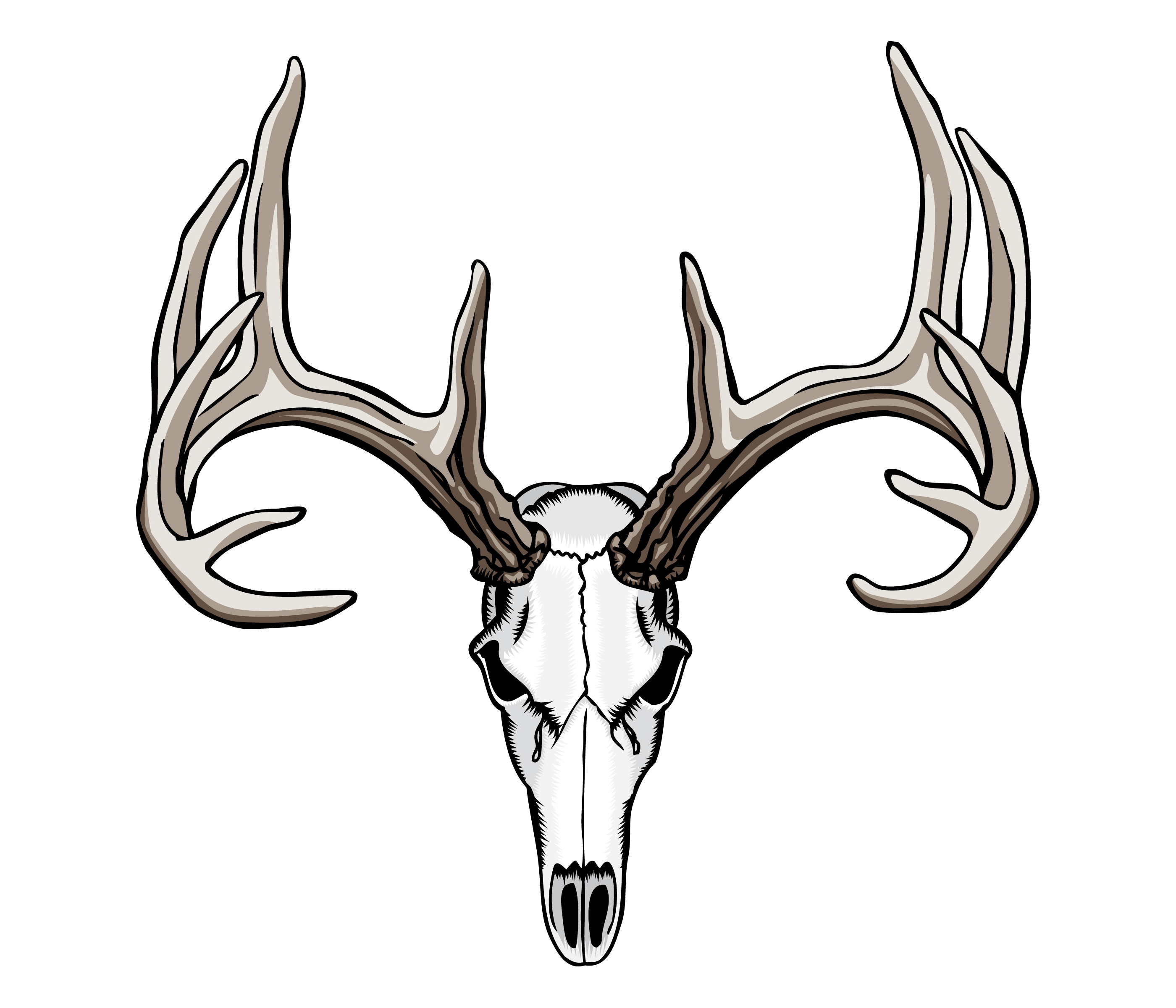 Deer Skull Sketch at Explore collection of Deer