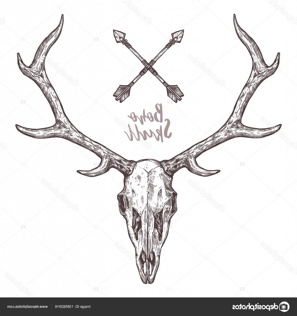 963x1024 Best Stock Illustration Sketch Of Deer Skull Photos - Deer Skull Sketch