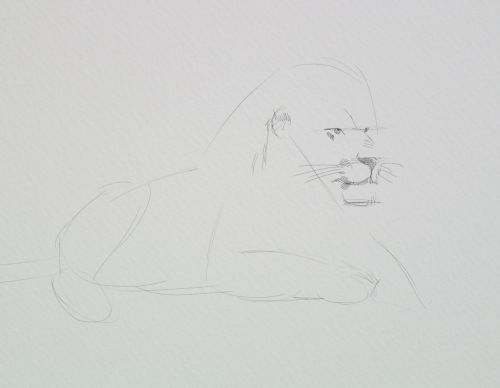 500x388 Lion Sketches Lesson. - Define Sketch