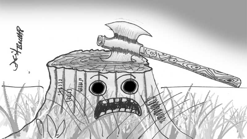 800x450 Effects Of Defroestation - Deforestation Sketch