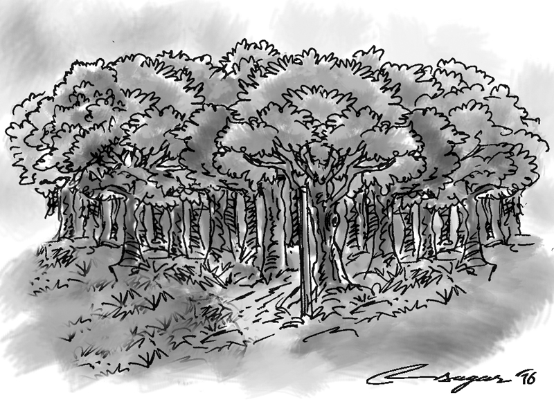 800x597 Scientific Forest Management For Resource Utilisation - Deforestation Sketch