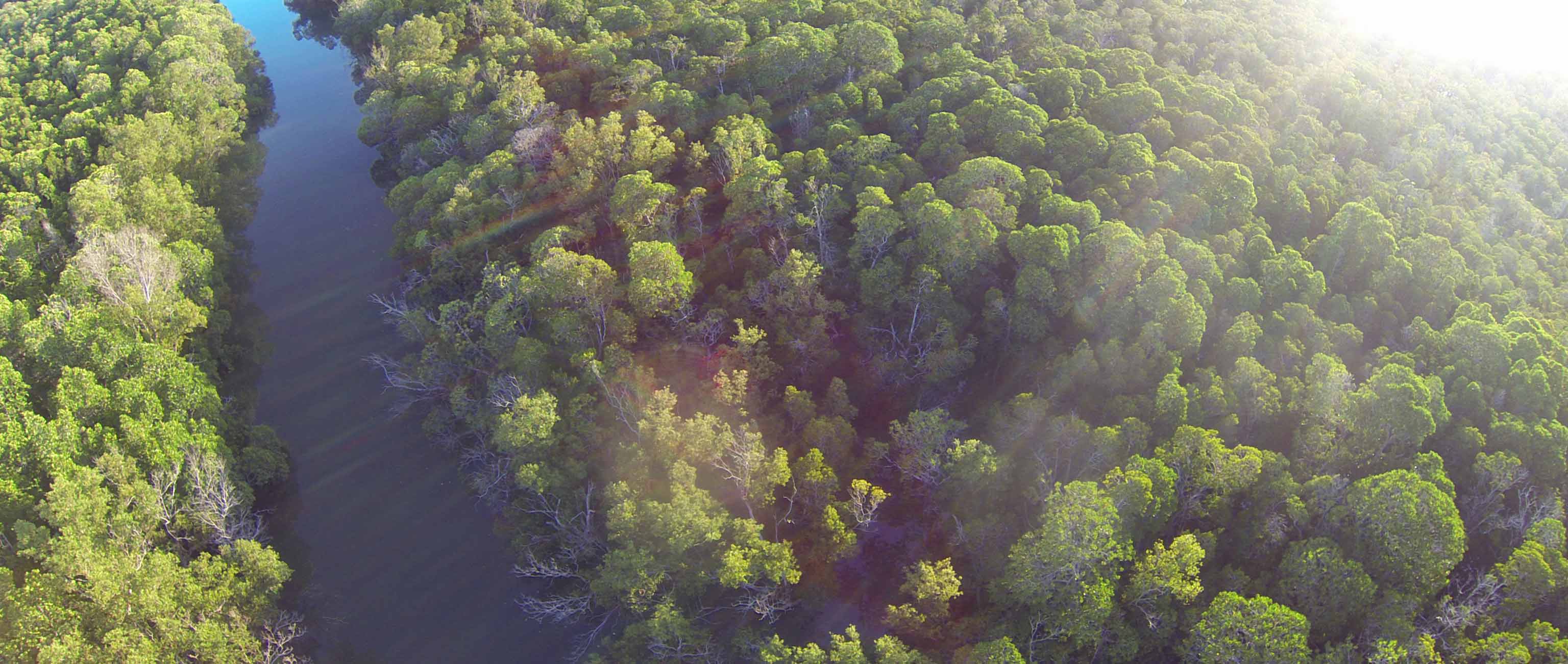 3072x1302 Skoll Deforestation In The Amazon Seeing Both The Forest And - Deforestation Sketch