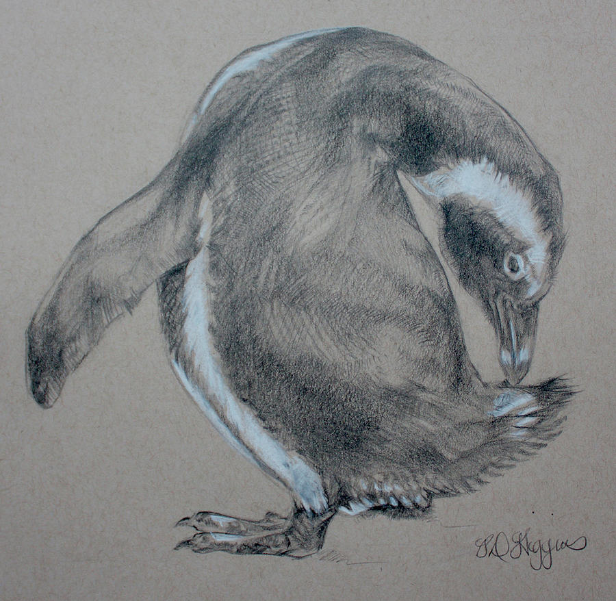 900x878 Penguin Sketch Drawing By Derrick Higgins - Derrick Sketch