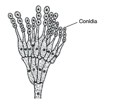 229x209 Draw A Diagrammatic Sketch Of Conidia Formation In Penicillium - Diagrammatic Sketch