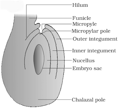 401x370 Draw A Diagrammatic Sketch Of The Sectional View Of A Typical - Diagrammatic Sketch