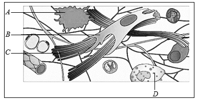 387x200 Answer To Question Given Below Is The Diagrammatic Sketch Of A - Diagrammatic Sketch