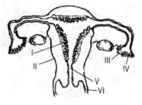 464x343 Given Below Is A Diagrammatic Sketch Of A Portion Of Human Male - Diagrammatic Sketch