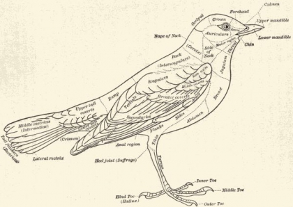 420x298 Diagrammatic - Diagrammatic Sketch