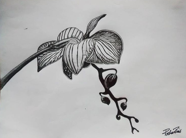 735x546 Pizza Ninja Sketches, Photography And Tech. - Difficult Sketches