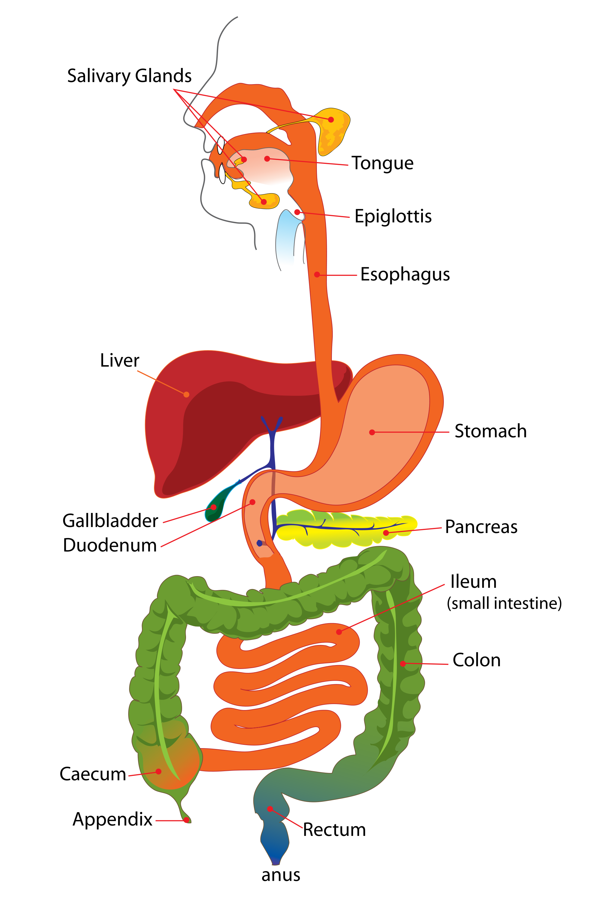 human digestive system sketch