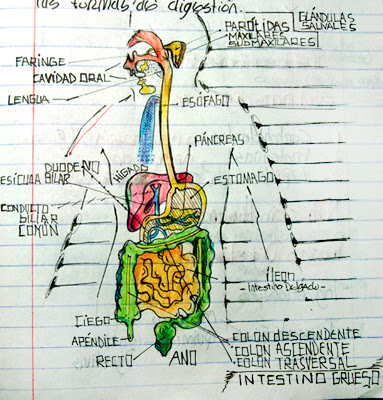 383x400 Digestive System Sketch La Cua Birding Blog - Digestive System Sketch