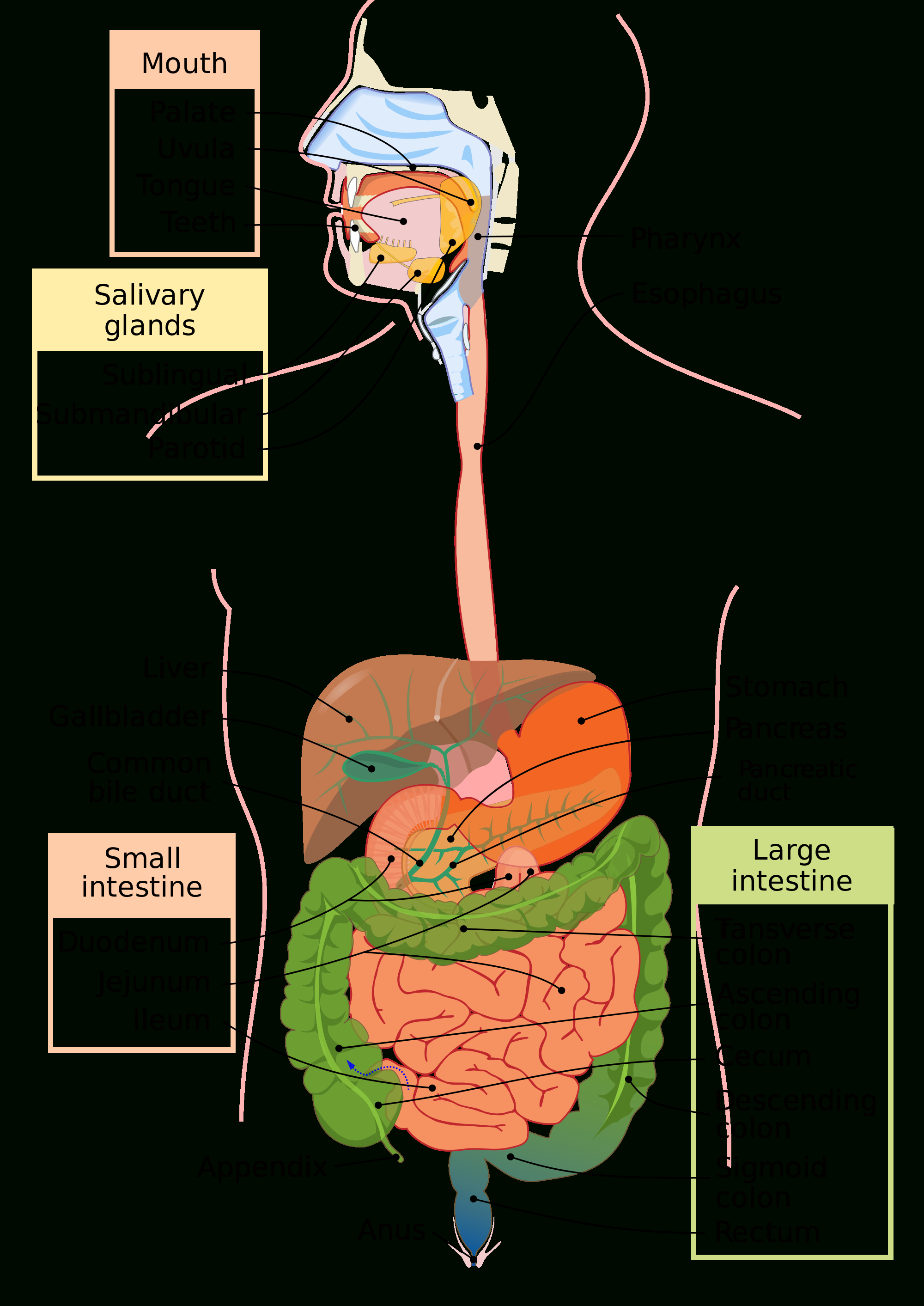 2000x2826 Digestive System Sketch Human Digestive System Diagram Unlabeled - Digestive System Sketch