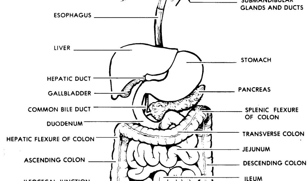 human digestive system sketch