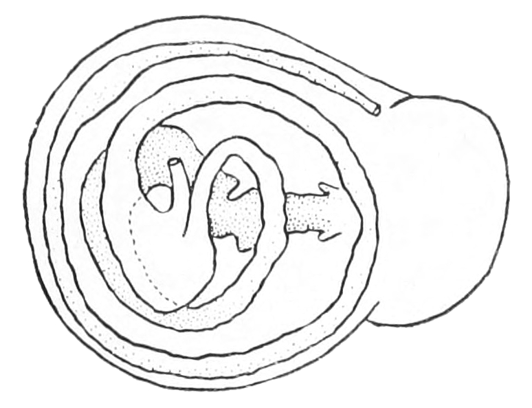 774x593 Digestive System Of Gastropods - Digestive System Sketch