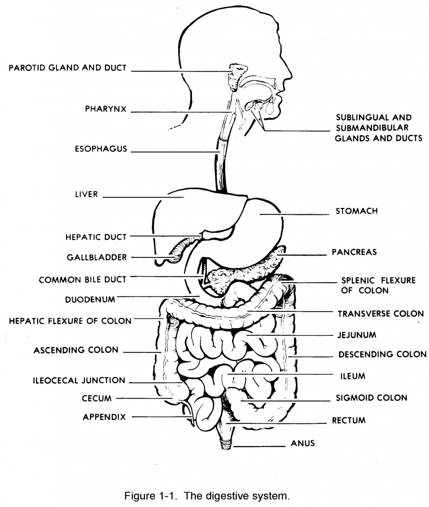 human digestive system sketch