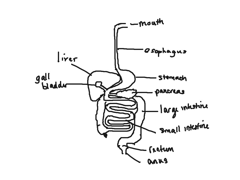 1024x768 6.1.4 Digestive System Drawing Science Showme - Digestive System Sketch