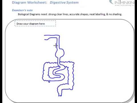 480x360 Drawing A Digestive System Diagram - Digestive System Sketch