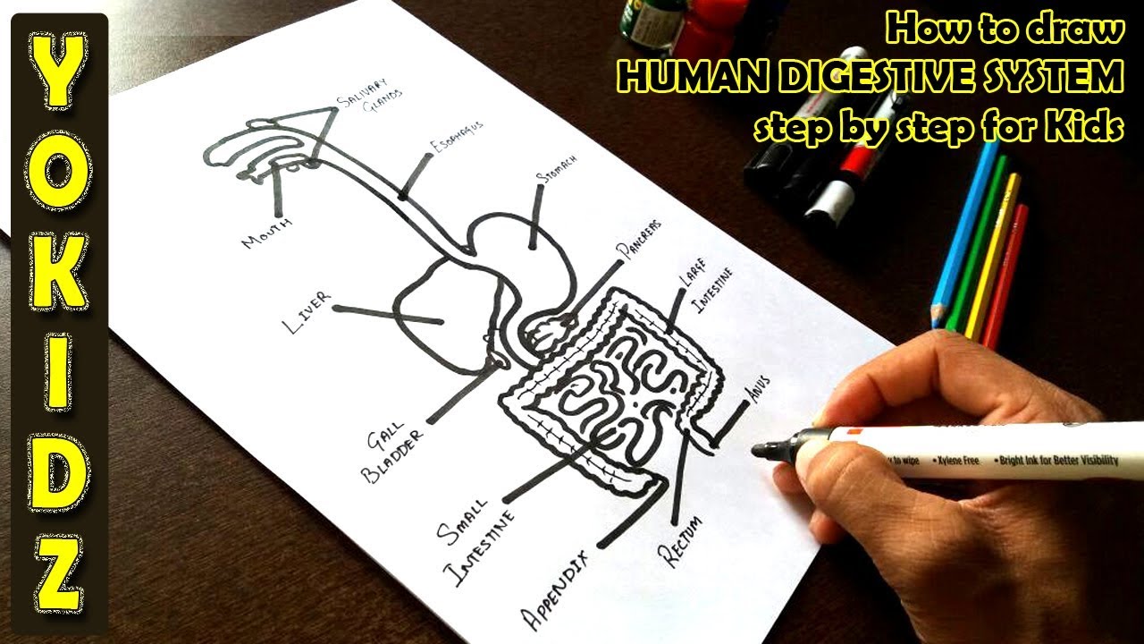 1280x720 How To Draw Human Digestive System Step By Step For Kids - Digestive System Sketch