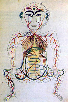 220x329 Human Digestive System - Digestive System Sketch