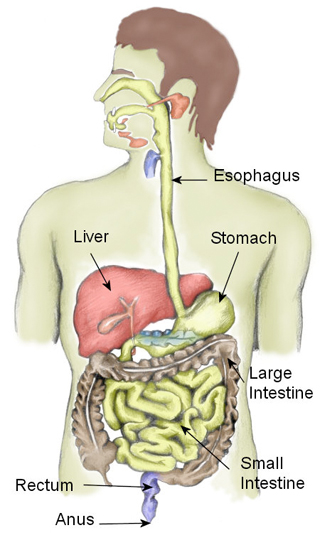 320x540 Human Digestive System Diagram Amp Function Explained - Digestive System Sketch