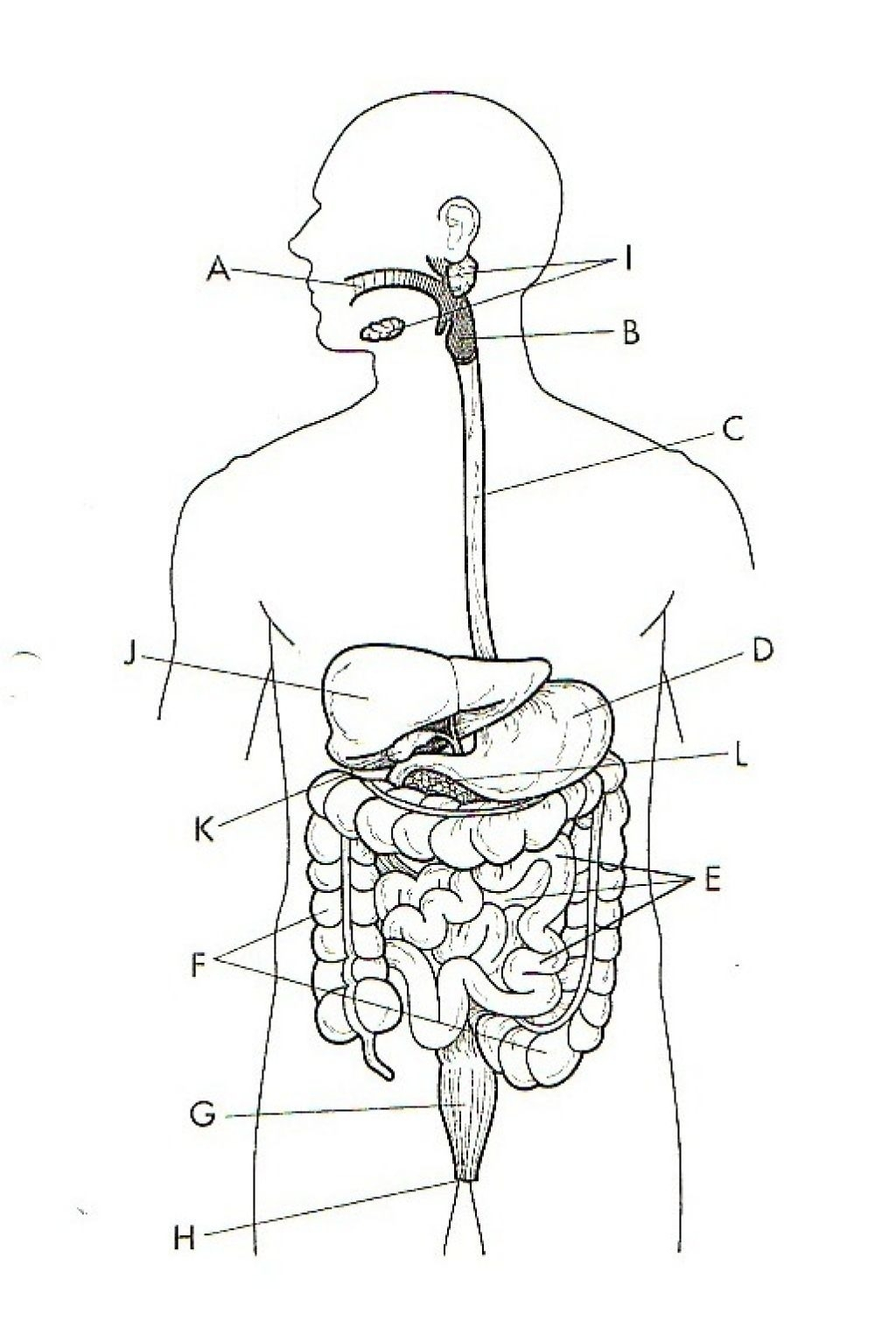1024x1525 Blank Diagram Of The Digestive System - Digestive System Sk...
