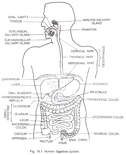 438x540 Main Parts Of Human Digestive System (With Diagram) - Digestive System Sketch