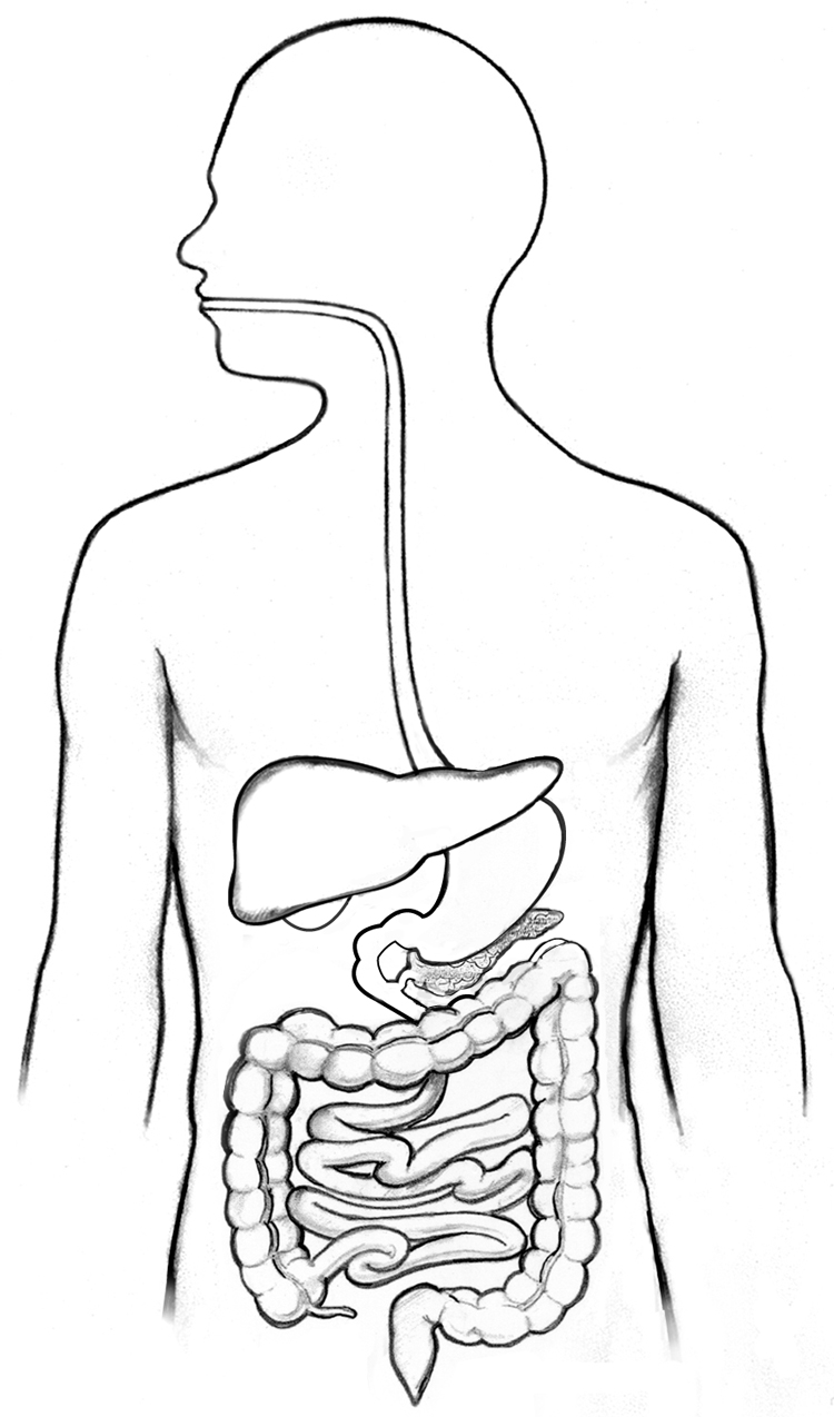 Digestive System Label Worksheet Diagram Parts Kids Labels Labeling 
