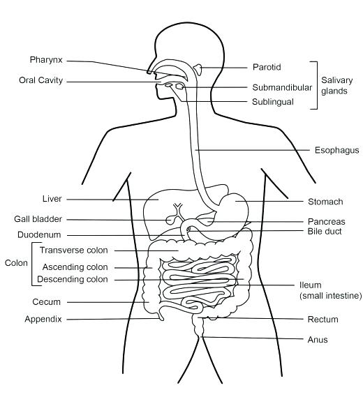 520x579 Worksheets On The Digestive System - Digestive System Sketch