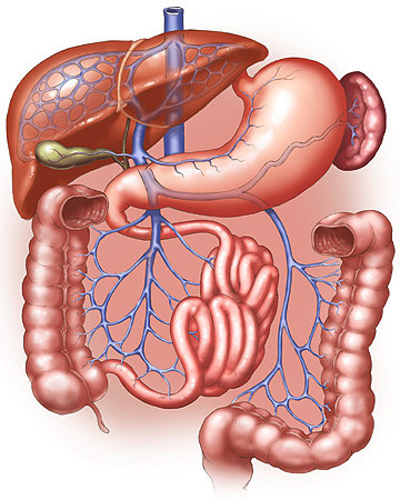 360x450 Digestive System Sketch - Digestive System Sketch