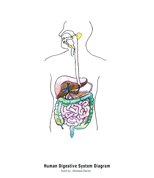 500x578 Blank Digestive System Diagram To Label Pdf Tropicalspa.co - Digestive System Sketch