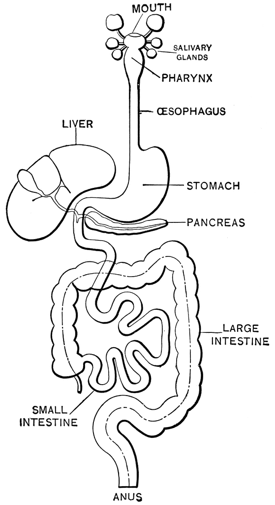 559x1024 Digestive System Coloring - Digestive System Sketch