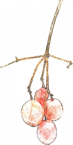 234x462 Red Berries Digital Sketch Free Stock Photos In Jpeg (.jpg - Digital Sketch Free