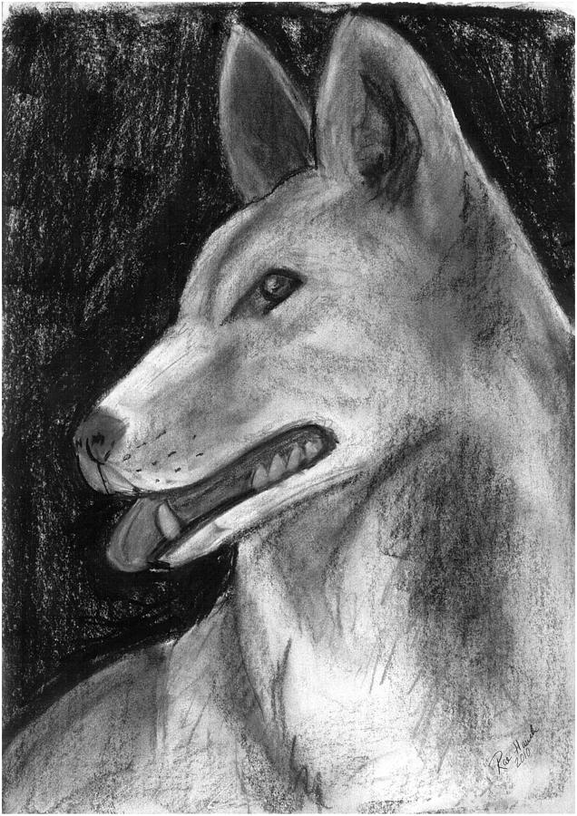 636x900 Dingo Drawing By Rae Hauck - Dingo Sketch