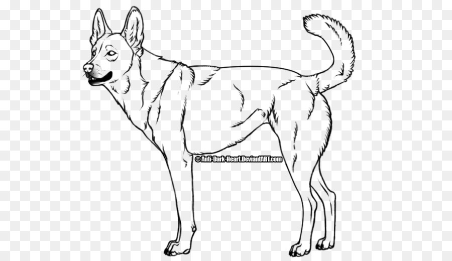 900x520 Dingo Golden Retriever Puppy Drawing Coyote - Dingo Sketch