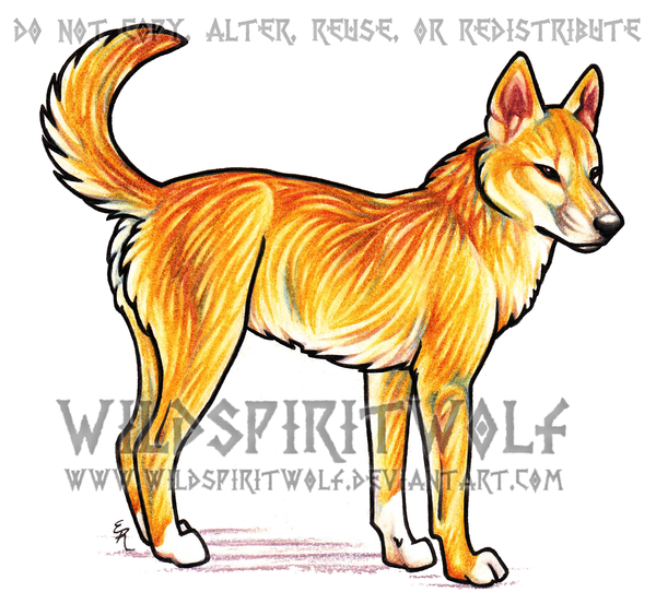 600x553 Dingo Guard - Dingo Sketch