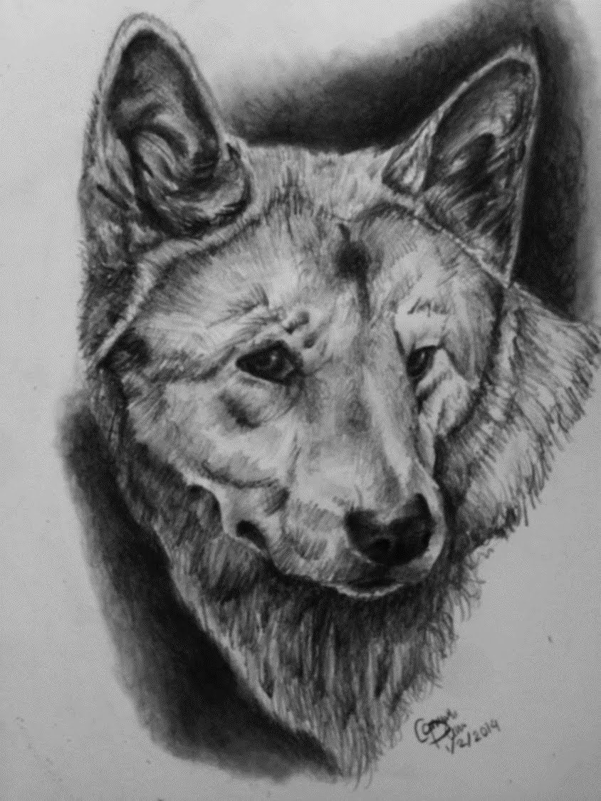 844x1125 Dingo Pencil Drawing - Dingo Sketch